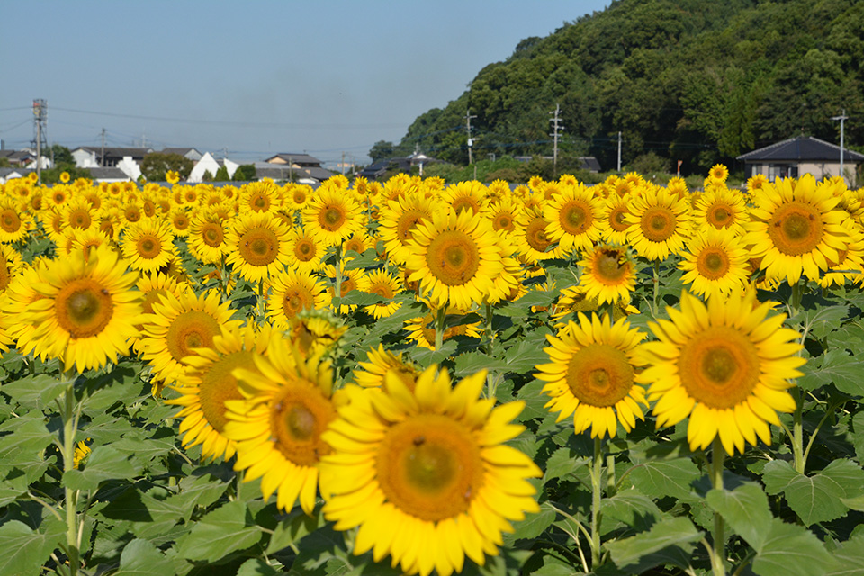 道の駅原鶴 大ひまわり園